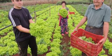 Produção de orgânicos garante permanência de jovem na propriedade