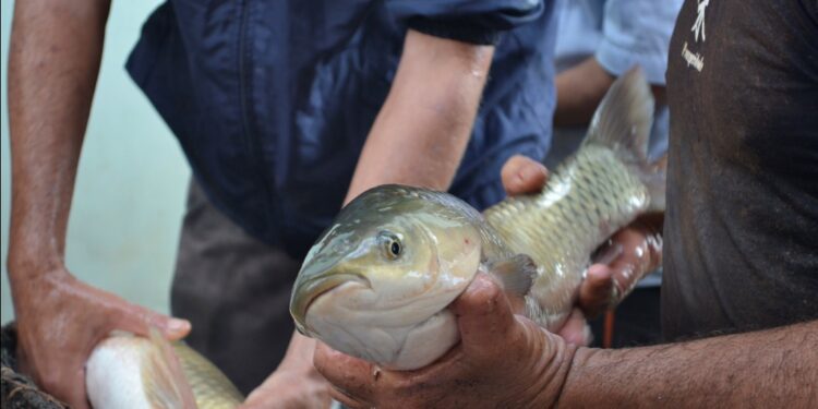 Feira do Peixe vivo da Semana Santa foi sucesso de vendas