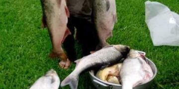Com protocolos sanitários, piscicultores realizam venda de peixes