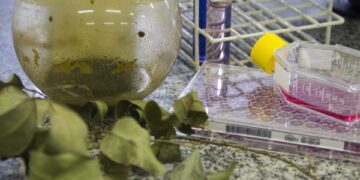 Pesquisa com extratos vegetais avalia aplicação contra o câncer