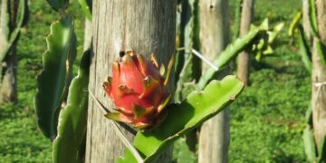 Produtores de Muçum investem no cultivo de pitaia