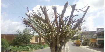 Poda drástica sem licença ambiental é considerada crime e gera multa