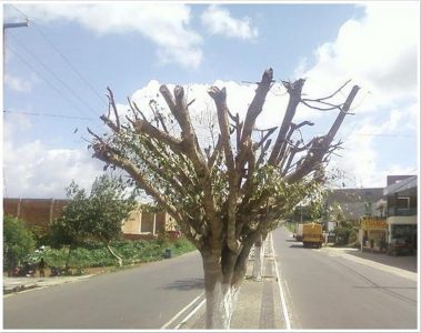 Poda drastica pode causar a morte das árvores (Foto: Divulgação)