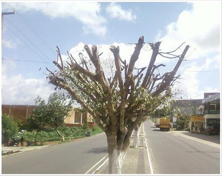Poda drástica sem licença ambiental é considerada crime e gera multa