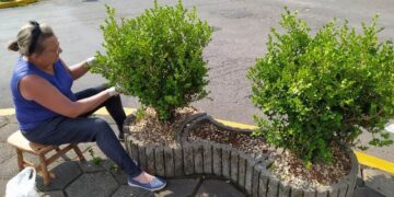 Município providencia poda de plantas ornamentais