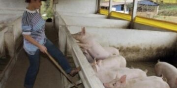 Rebanho suíno brasileiro cresce 6,3% e passa de 40 milhões