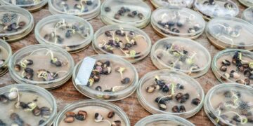 Pesquisa do PPGBiotec estuda alternativas para adição de fertilizantes químicos em plantações de feijão