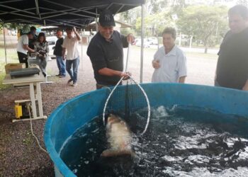 Previsão de comercialização de pescados durante a Semana Santa é divulgada pela Emater/RS-Ascar
