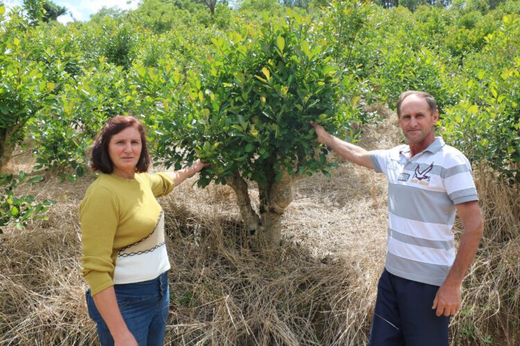 Sanidade do erval é destaque em propriedade sustentável de Putinga