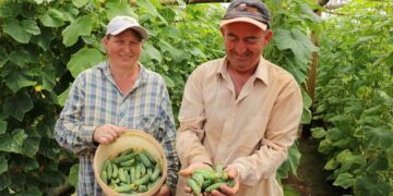 Cultivo de pepino em ambiente protegido é alternativa para produtor de Canudos do Vale