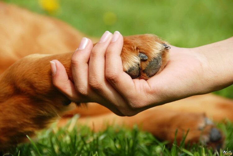 Vereador apresenta proposta de lei que dispõe sobre proteção aos animais