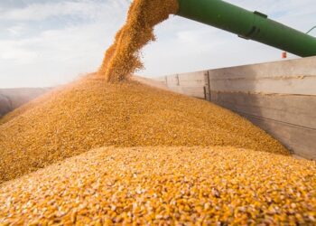 Languiru recebe produção de grãos na Região dos Vales