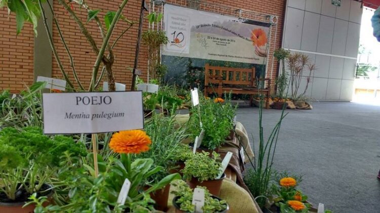 Definida a programação da 12ª Reunião Técnica Estadual Sobre Plantas Bioativas