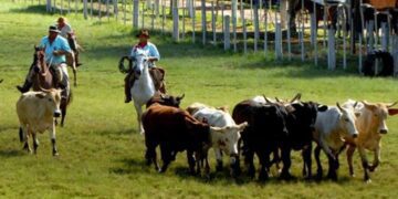 Município sedia 60ª edição do Rodeio Crioulo Estadual