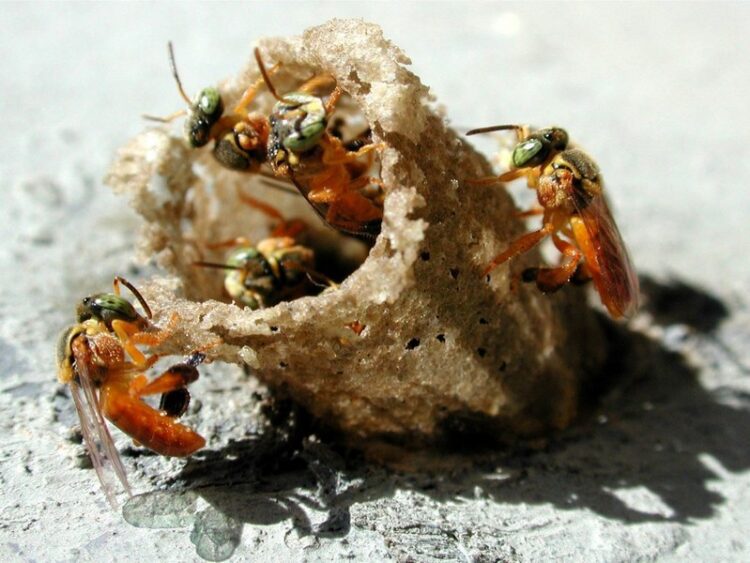 Meliponicultura será tema de Seminário Regional em Arroio do Meio