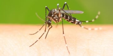 Saúde prepara campanha intensa de prevenção ao mosquito da dengue