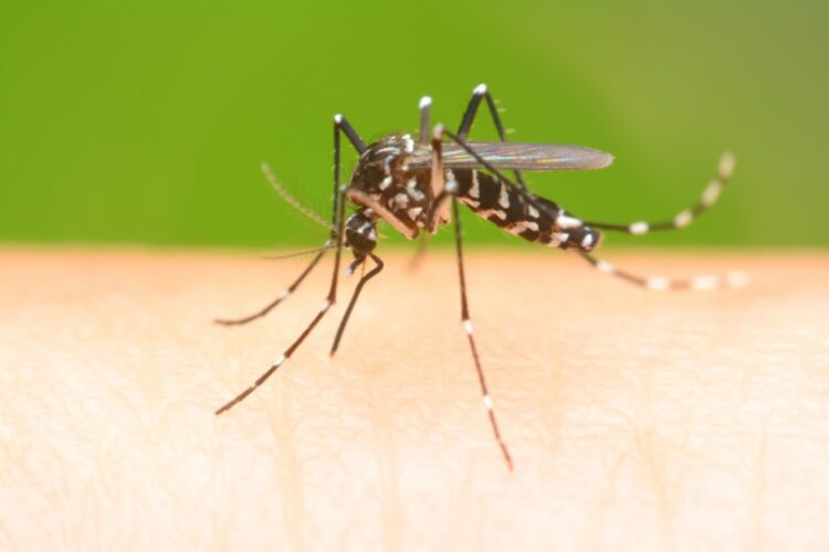 Saúde prepara campanha intensa de prevenção ao mosquito da dengue