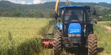 Silagem de trigo é alternativa para produtores de Colinas