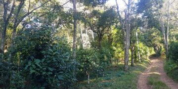 Projeto em Arvorezinha visa à implantação de sistemas agroflorestais em ervais