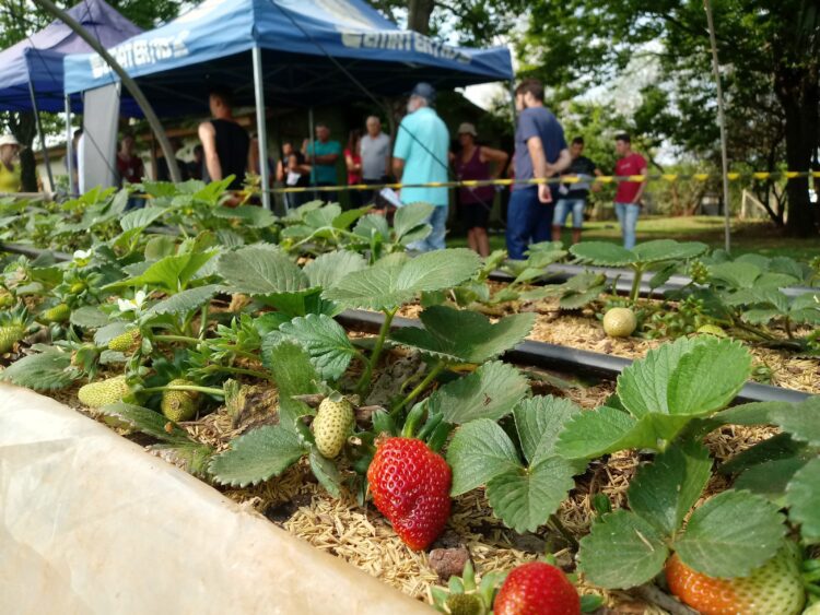 Produção Sustentável de Morango Orgânico é tema de Tarde de Campo em Cruzeiro do Sul