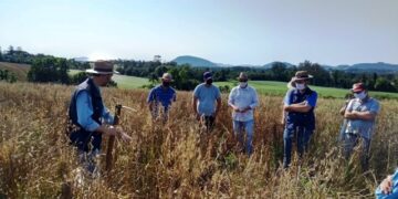 Agricultores participam de Dia de Campo Sobre Manejo de Solos e Cultivo de Trigo