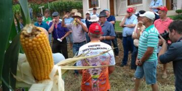 Produção de milho é tema de tarde de campo em Westfália