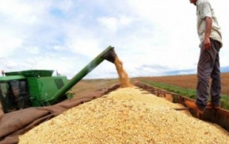 Lavouras são responsáveis por 68% do valor bruto da produção agropecuária