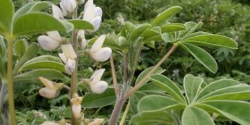 Plantio de tremoço é alternativa de adubação verde para agricultor de Colinas