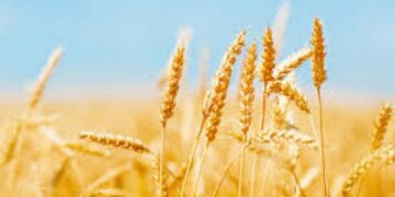 Ministério lança normas que podem reduzir custo de produção agrícola em até 35%