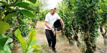 Emater/RS-Ascar instala unidades para validação de adubação em erva-mate