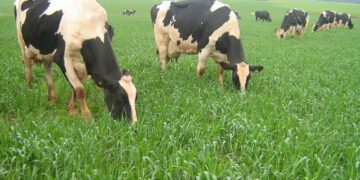 Mais de 12 mil agricultores devem ser beneficiados pelo Programa Sementes Forrageiras