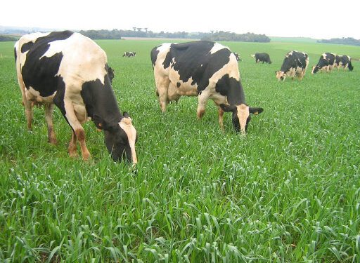 Mais de 12 mil agricultores devem ser beneficiados pelo Programa Sementes Forrageiras