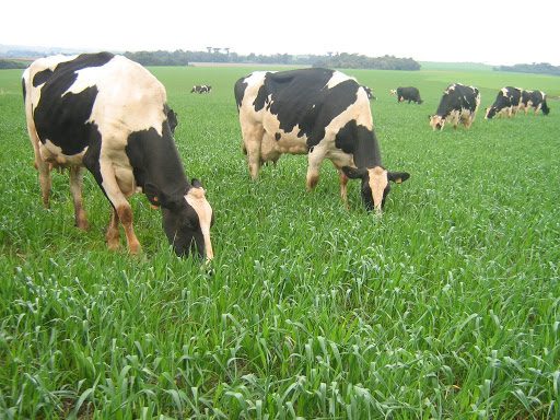 Mais de 12 mil agricultores devem ser beneficiados pelo Programa Sementes Forrageiras