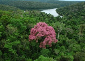 Sema abre Semana do Meio Ambiente no dia da Mata Atlântica