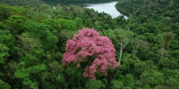 Sema abre Semana do Meio Ambiente no dia da Mata Atlântica