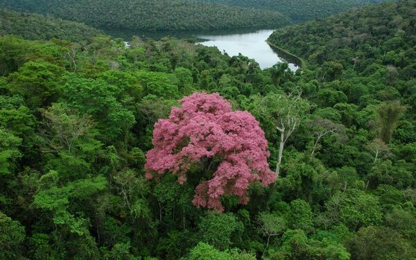 Sema abre Semana do Meio Ambiente no dia da Mata Atlântica