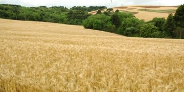Alta no preço do trigo faz produtores buscarem sementes para ampliar área
