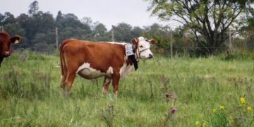 Fepagro estuda intensificação da produção de forragem nas pastagens naturais