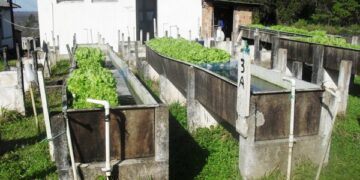 Fepagro produz alfaces em sistema mais saudável e de baixo custo