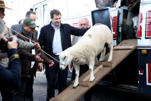 Primeiro animal a ingressar no Parque Assis Brasil na Expointer 2015 foi um ovino da raça Texel, da Cabanha Oliveira, de Uruguaiana (Foto: Daniela Barcellos/ Palácio Piratin)