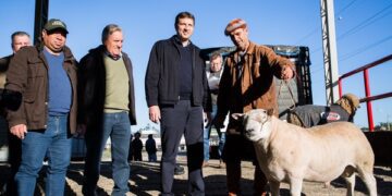 Texel é primeiro a chegar dos mais de 6 mil animais esperados na Expointer