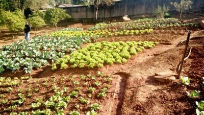 Parte dos alimentos produzidos na horta é destinada a instituições carentes do município - Foto: Divulgação/PRSC)