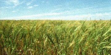 Clima favorável ajuda na formação de grãos das lavouras de trigo