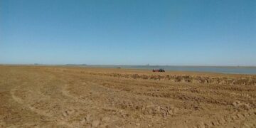 Produtores plantam mais de 551 mil hectares de arroz no RS