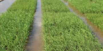 Semeadura do arroz está quase concluída no Rio Grande do Sul