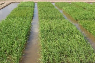 Produtores já concluíram 82,7% do plantio do arroz no estado (Foto: Sara Kirchhof/Irga)