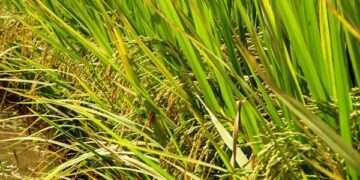 Irga e UFSM têm projeto de previsão numérica de safra de arroz irrigado no RS