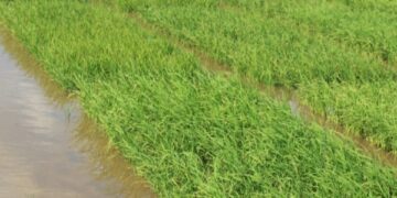 Rio Grande do Sul encerra a semeadura do arroz superando expectativa