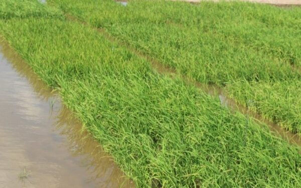 Rio Grande do Sul encerra a semeadura do arroz superando expectativa