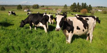 Programa financia sementes forrageiras para 14 mil agricultores